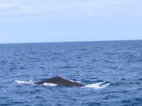 Albums/20060200-New Zealand 2006/20060318-Kaikiura/41